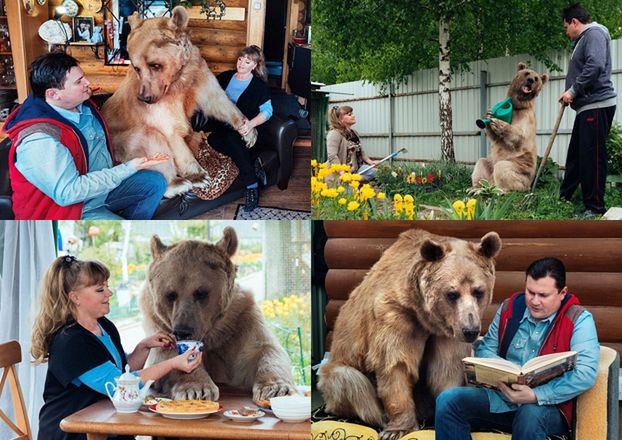 Małżeństwo Rosjan mieszka i je przy stole z... niedźwiedziem! (ZDJĘCIA)
