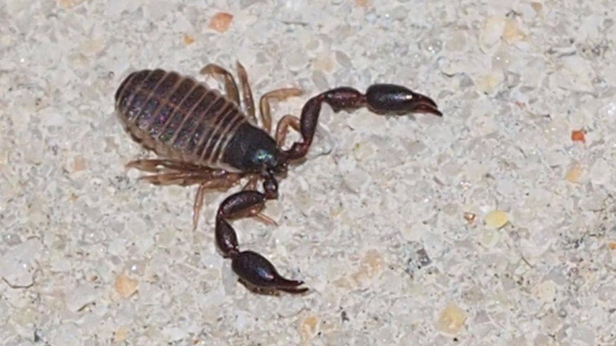 Czy "polski skorpion" jest groźny?