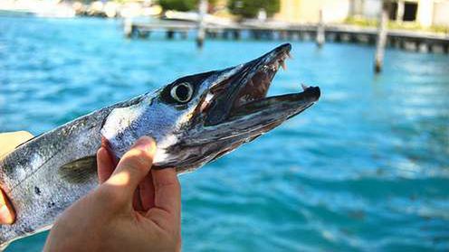 Twórcy Opery zapowiadają nową wersję przeglądarki. Co przyniesie nam Barracuda? 1