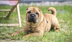 Właściel Żabki odkupił producenta karmy od udziałowca Allegro. Szybki wzrost przychodów