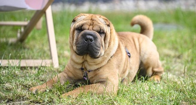 Właściel Żabki odkupił producenta karmy od udziałowca Allegro. Szybki wzrost przychodów
