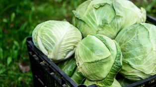 Zalewa nas kapusta z zagranicy. Niemcy zarobili ponad 16 mln zł