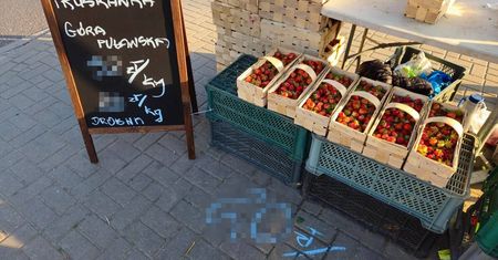 Pierwsze polskie truskawki z Góry Puławskiej już w sprzedaży w Lublinie. Cena zwala z nóg