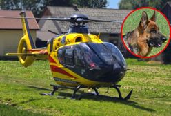 4-latka pogryziona przez psa. Medycy mówią, co zastali na miejscu