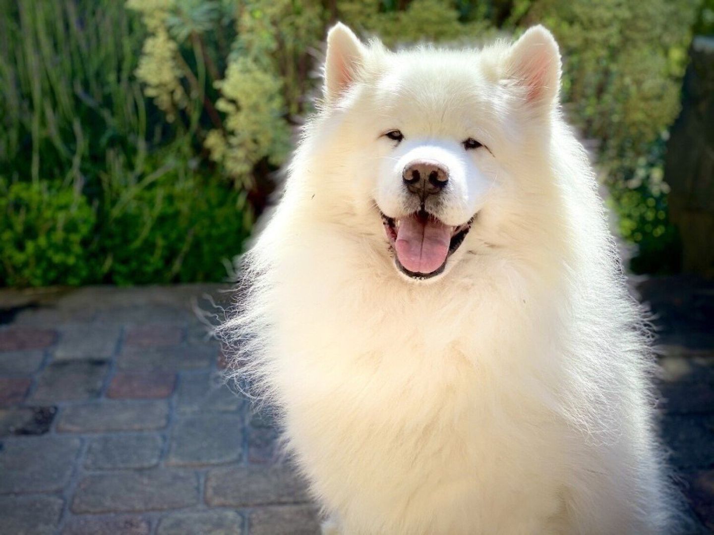 Samojed 