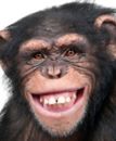 Każdy szympans ma coś z maklera i hazardzisty