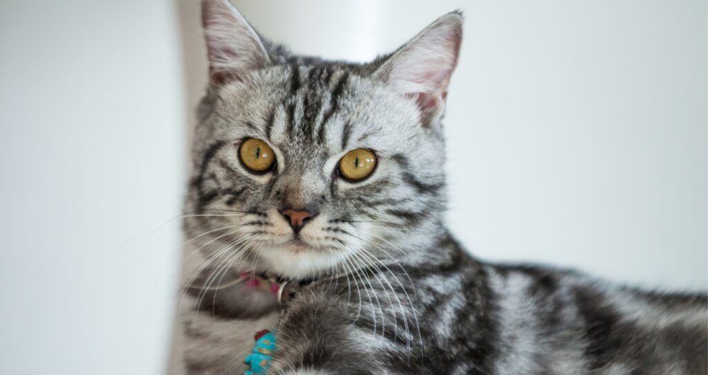 American Shorthair
