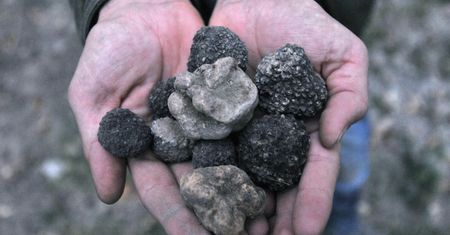 Ukryte skarby pod ziemią. Nawet 1,5 zł za kilogram grzybów