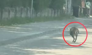 Niecodzienny widok w Warszawie. Pokazała nagranie