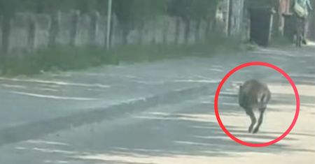 Niecodzienny widok w Warszawie. Pokazała nagranie