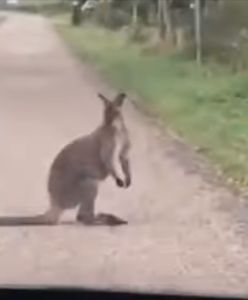 Niecodzienne odkrycie na Mazurach. Na środku drogi... kangur
