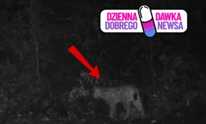 Fotopułapka uchwyciła rzadki widok. Sami zobaczcie