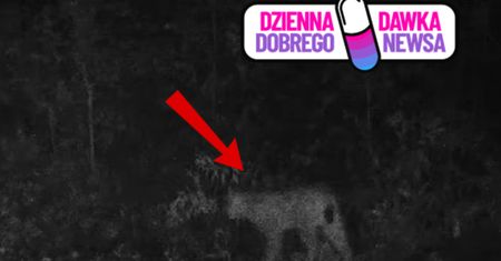 Fotopułapka uchwyciła rzadki widok. Sami zobaczcie