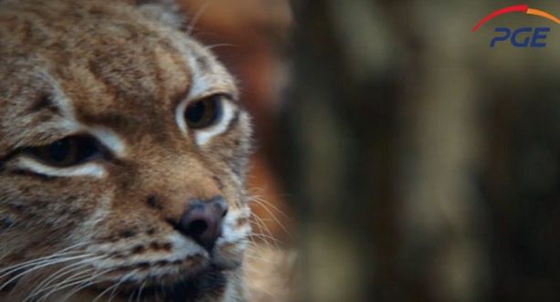 Kampanie Fundacji Avalon, PGE, Biedronki i Żabki nagrodzone przez Biuro Reklamy TVP