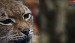 Kampanie Fundacji Avalon, PGE, Biedronki i Żabki nagrodzone przez Biuro Reklamy TVP