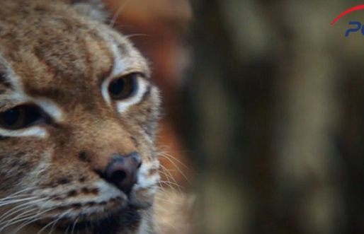 Kampanie Fundacji Avalon, PGE, Biedronki i Żabki nagrodzone przez Biuro Reklamy TVP