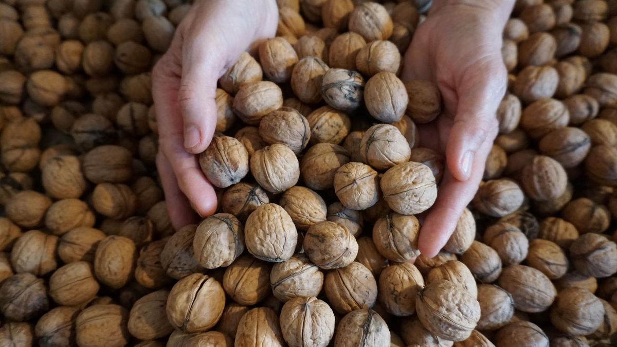 Orzechy włoskie chronią obecny w komórkach materiał genetyczny (DNA) przed uszkodzeniem, które może być spowodowane między innymi stresem oksydacyjnym.