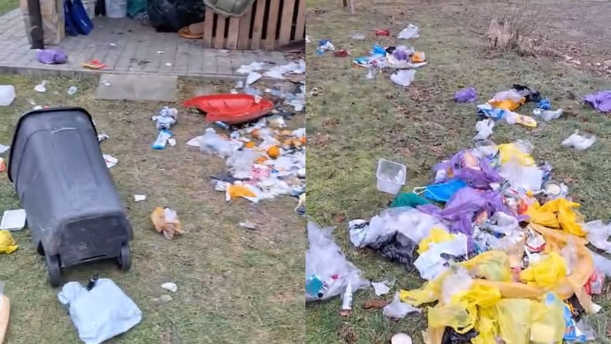 Nadleśnictwo pokazało nagranie po przejściu niedźwiedzia