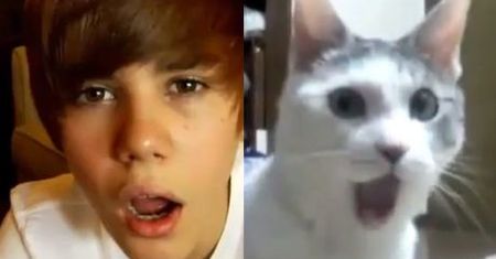 Justin Bieber vs. kot!