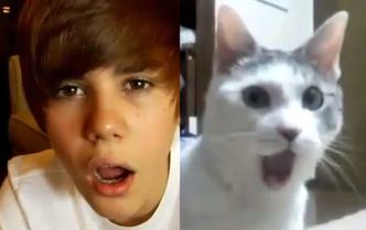 Justin Bieber vs. kot!