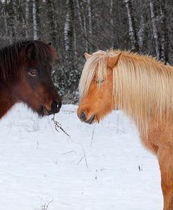 Niemcy. Myśliwy strzelił do konia. Myślał, że to dzik