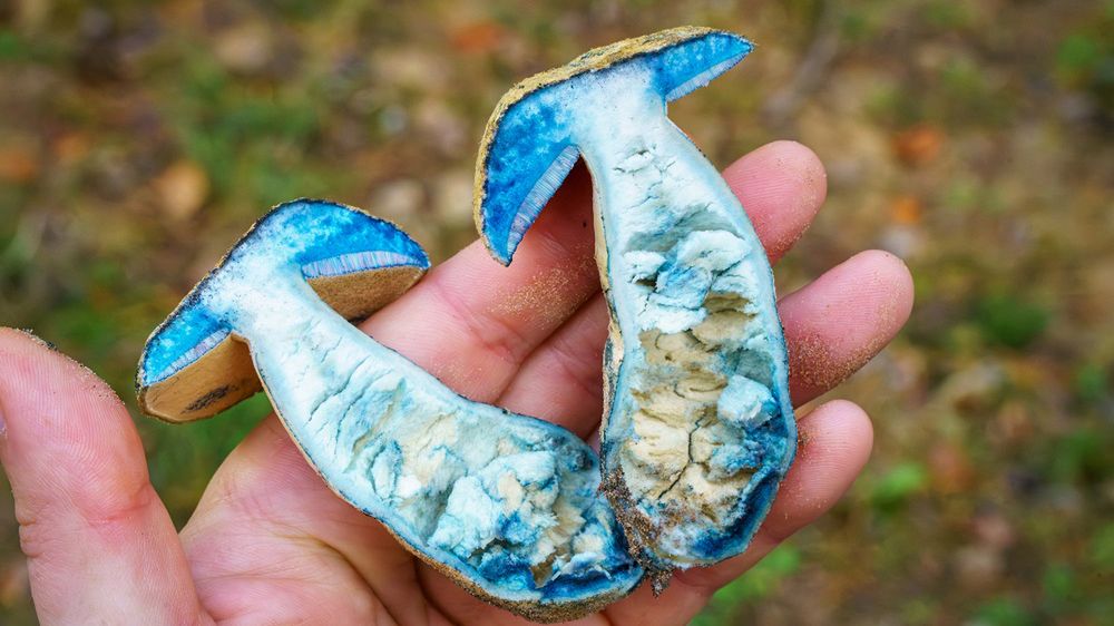 Niektóre grzyby zmieniają barwę na niebieski lub fioletowy