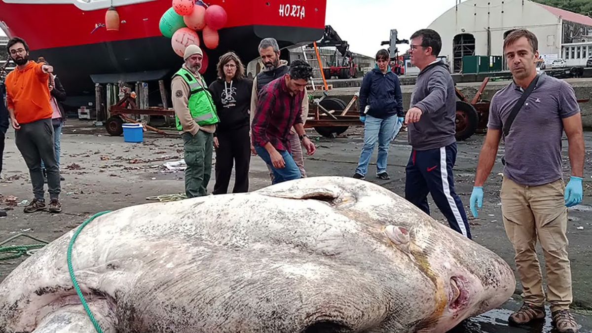 Gigantyczny samogłów został znaleziony u wybrzeży Azorów