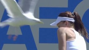 Mewa, orzeł, puchacz, czyli jak zwierzęta robią zamieszanie na sportowych arenach