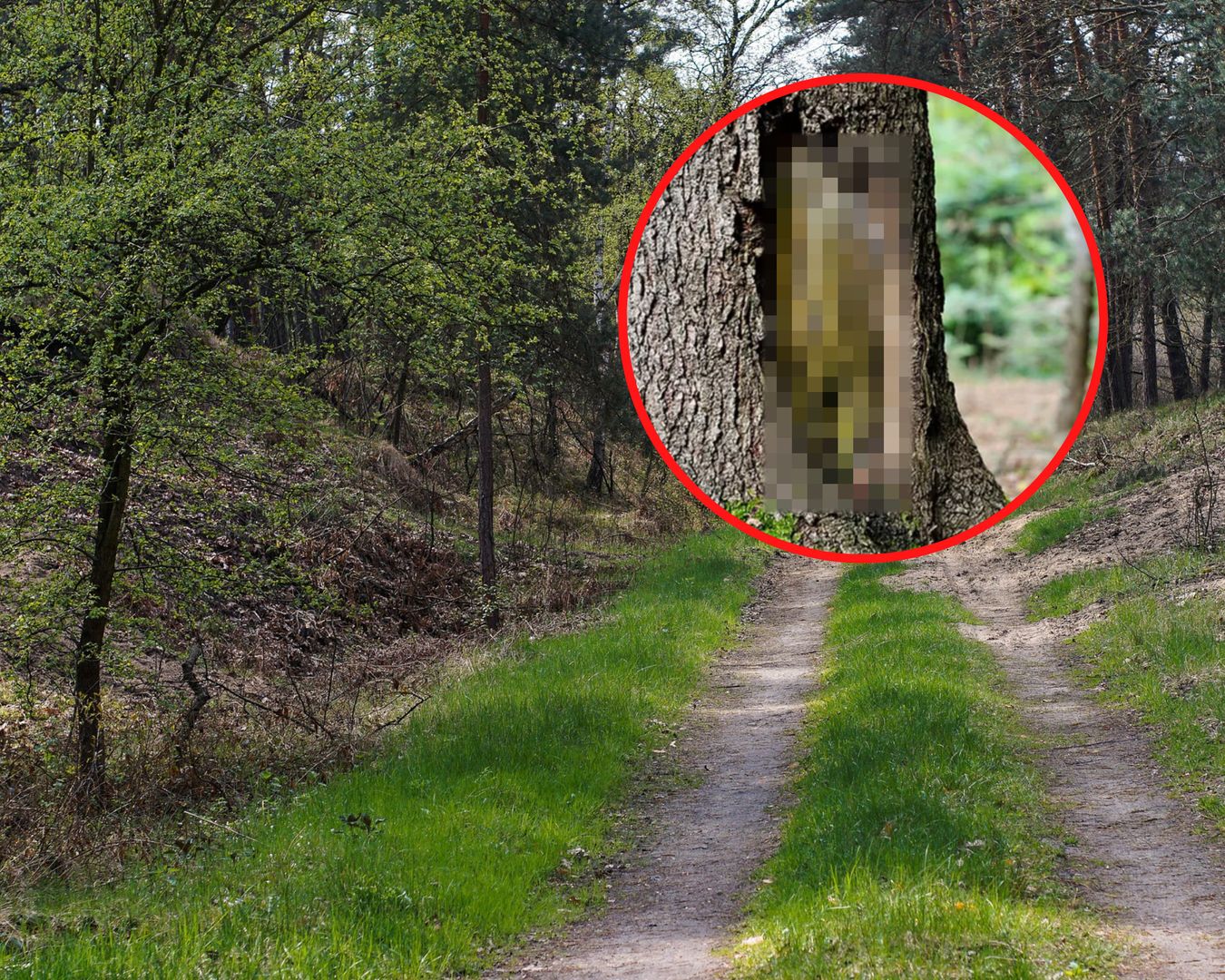 Zdjęcie z Bieszczadów. Znak na drzewie. To oznacza jedno