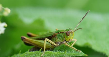 Krzyżówka przyrodnicza. Komplet haseł to powód do dumy