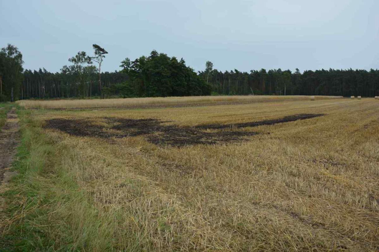 Skutki podpalenia pola pszenicy