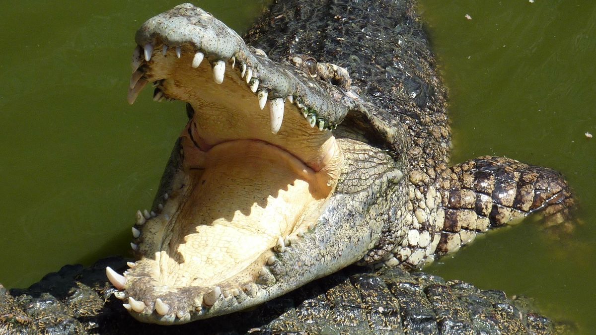 krokodyl