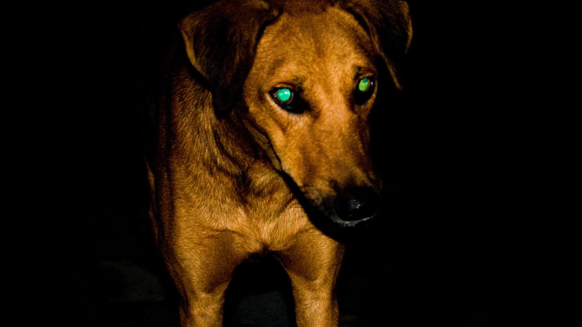 Dziwne świecące oczy u psów to częsty efekt na zdjęciach robionych po zmroku