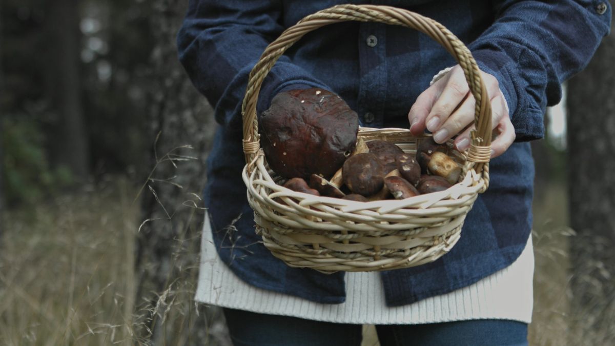 W tym roku było ciężko o grzyby