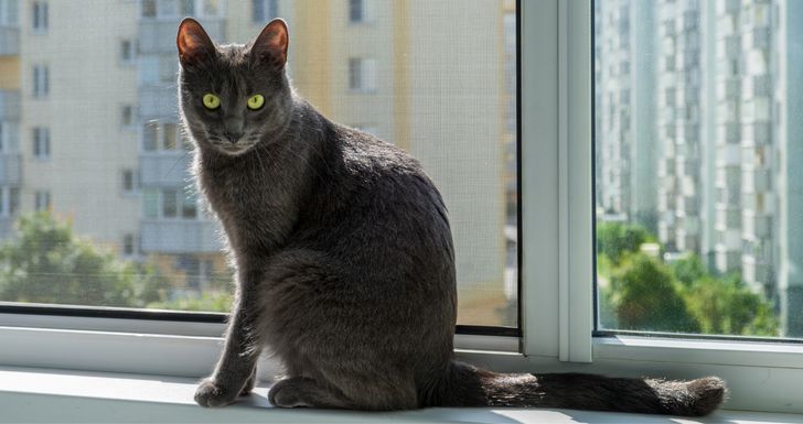 Kot przestał wskakiwać tam, gdzie wcześniej robił to bez problemu? Nie musi przy tym kuleć