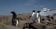 Pingwiny pomagają walczyć z ociepleniem klimatu. Niecodzienny sposób