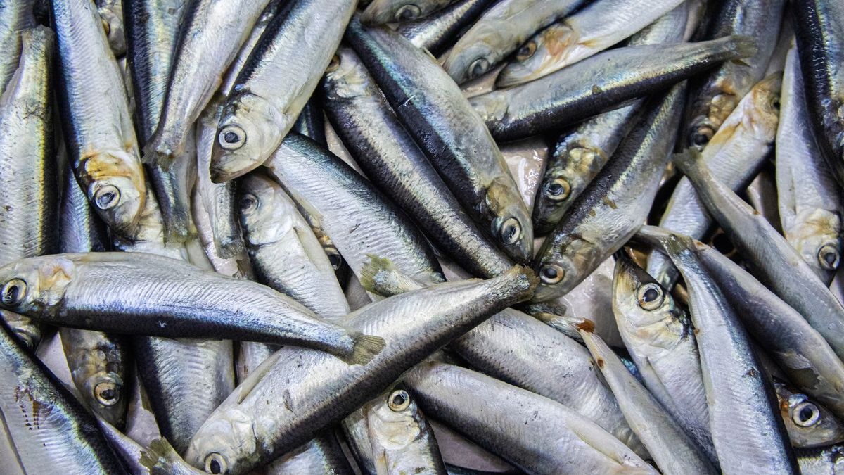 Historia śledzia w Europie robi wrażenie