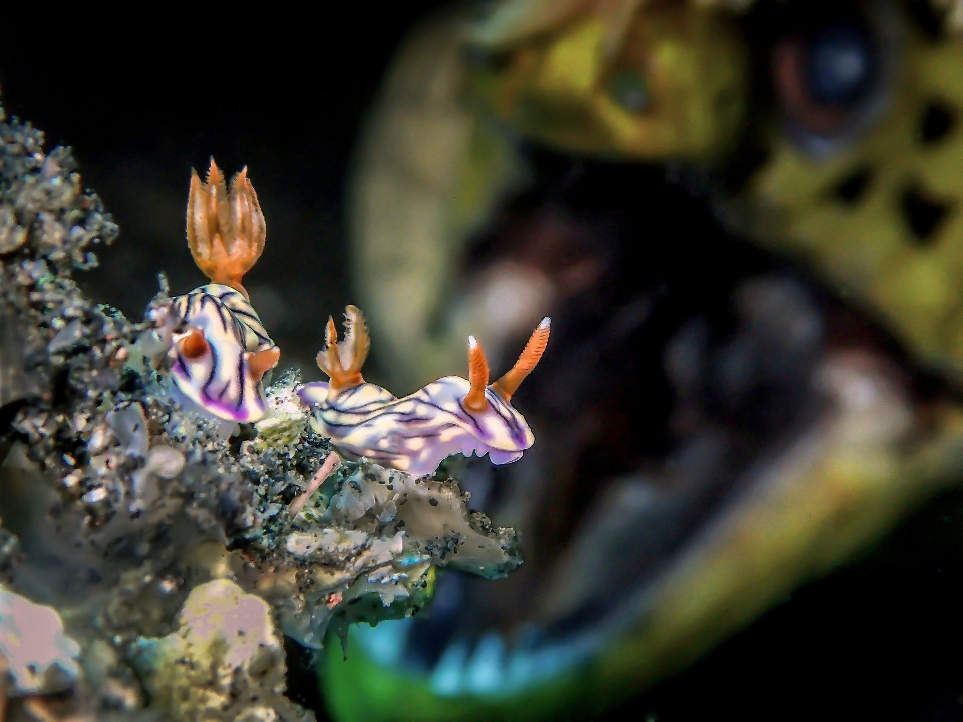 Underwater Photographer of the Year 2018 - niesamowity podwodny świat na wyciągnięcie ręki 4