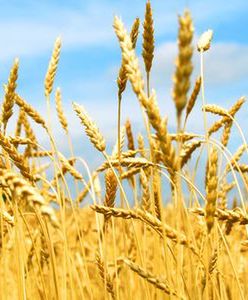 Sejm znowelizował ustawę o dopłatach bezpośrednich