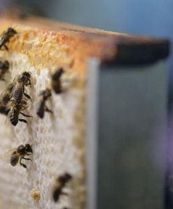 Dolnośląskie: Populacja pszczół po zimie zmniejszy się o ponad 30 proc.