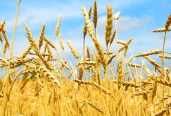 Sejm znowelizował ustawę o dopłatach bezpośrednich