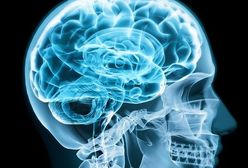 Trzy mózgi – jak funkcjonuje nasz umysł?