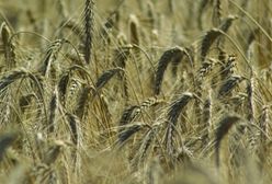 Ceny zbóż na jesieni będą wyższe niż rok wcześniej