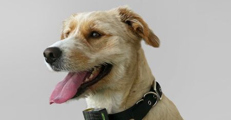 Dog Caller - obroża z czujnikiem uratuje psa przed przegrzaniem