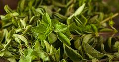 Olejek oregano. Antybiotyk w kropelce