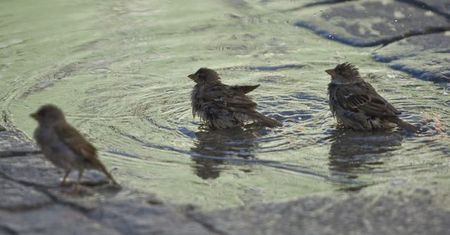 Ptaki wyczuwają prędkość samochodów