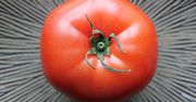 Ostatni taki pomidor – o żywności GMO