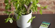 Parrot Flower Power: cyfrowy asystent ogrodniczy