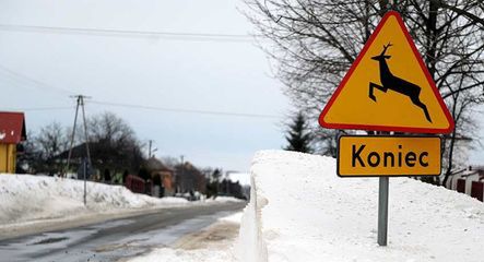 Specjaliści ostrzegają przed dziką zwierzyną