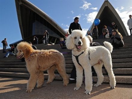 Muzyka dla Psów w Sydney